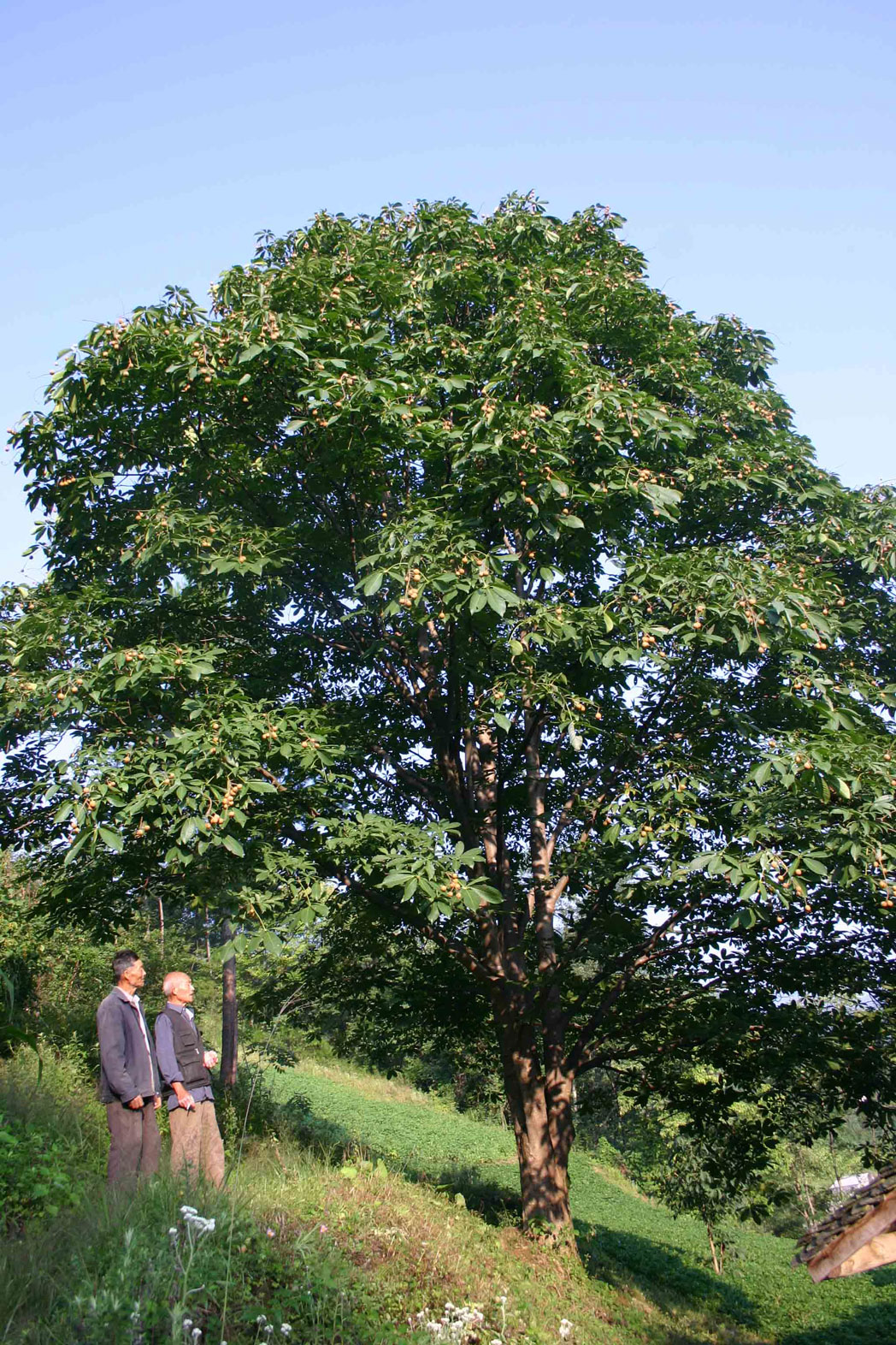图为桃花山村民卢道清即将采摘的梭罗果树，这株树每年纯收入1200余元.jpg