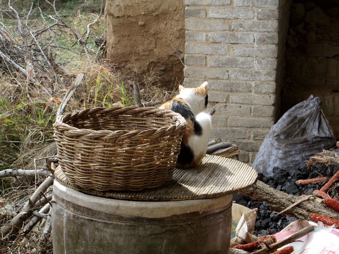 老家记忆--小猫与竹篮