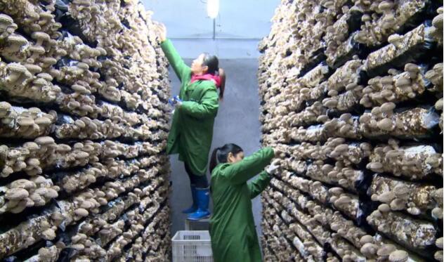 不畏严寒 天天出菇 记者探秘竹溪香菇工厂化生产基地！