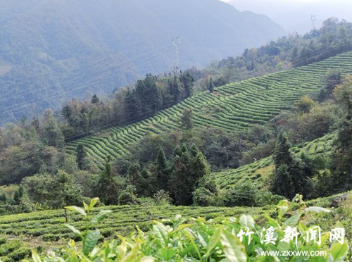 天宝乡：茶产业助推乡村振兴