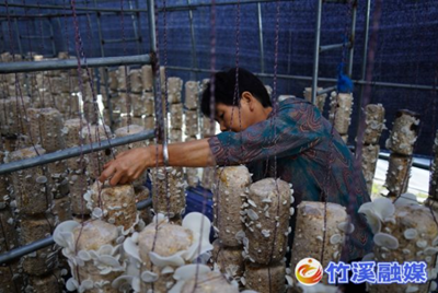 龙坝镇：小香菇成就大产业 撑起乡村振兴“致富伞”